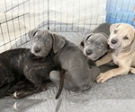 Small Photo #2 Cane Corso Puppy For Sale in COMPTON, CA, USA