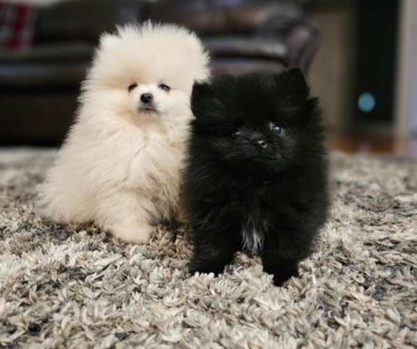 Medium Photo #1 Pomeranian Puppy For Sale in BLAINE, WA, USA