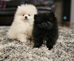 Small Photo #1 Pomeranian Puppy For Sale in BLAINE, WA, USA