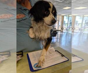 Border-Aussie Dogs for adoption in Rockwall, TX, USA