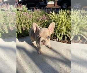 French Bulldog Puppy for sale in HBG, PA, USA