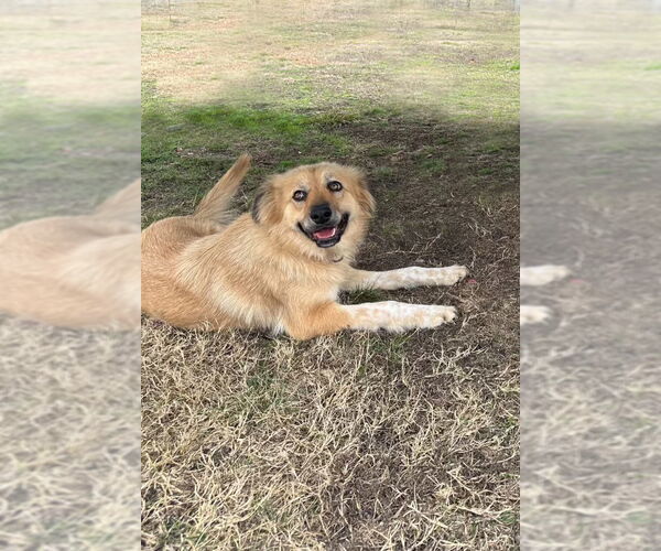 Medium Photo #5 Golden Pyrenees Puppy For Sale in Lillian, TX, USA