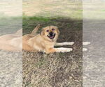 Small #4 Golden Pyrenees