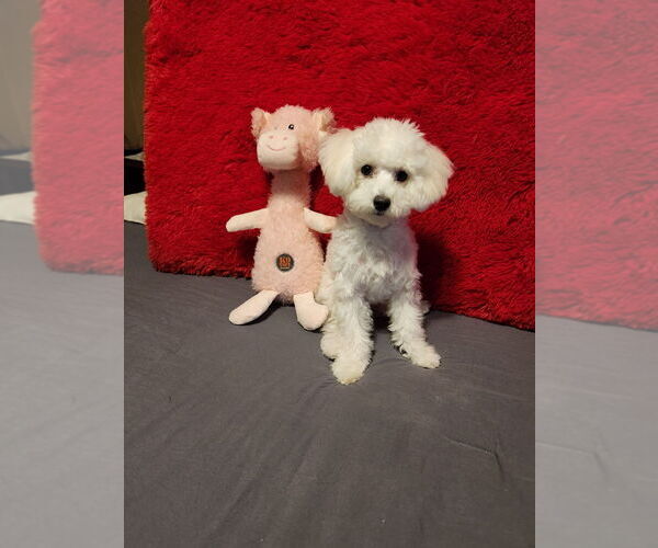 Medium Photo #3 Bichon Frise Puppy For Sale in NEW ALBANY, IN, USA