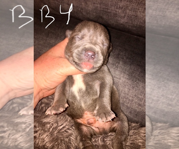 Medium Photo #18 American Bully Puppy For Sale in PEWEE VALLEY, KY, USA