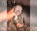 Small Photo #18 American Bully Puppy For Sale in PEWEE VALLEY, KY, USA