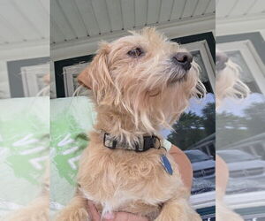 Mutt Dogs for adoption in Osgood, IN, USA