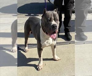 Mutt Dogs for adoption in Rancho Cucamonga, CA, USA