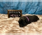 Small Photo #3 Cane Corso Puppy For Sale in SYLMAR, CA, USA