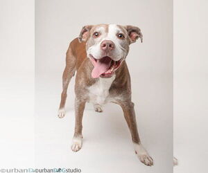 American Bulldog-Unknown Mix Dogs for adoption in Tampa, FL, USA