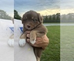 Small Photo #3 Australian Shepherd Puppy For Sale in ATHENS, AL, USA