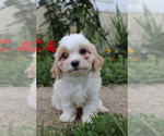 Small #3 Cavapoo