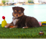 Small Photo #16 Miniature Australian Shepherd Puppy For Sale in GRANBURY, TX, USA