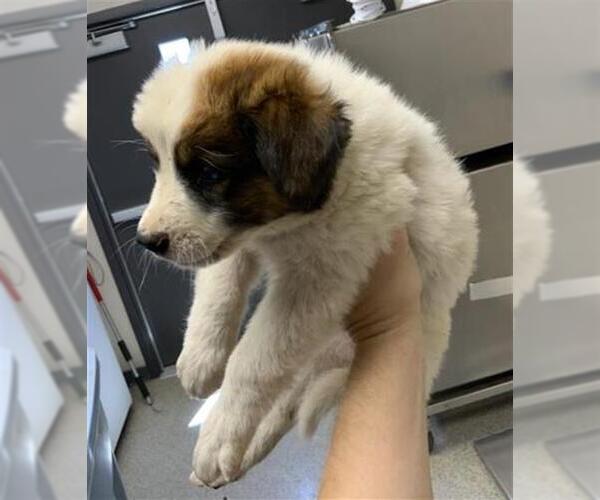 Medium Photo #1 German Shepherd Dog-Unknown Mix Puppy For Sale in Visalia, CA, USA