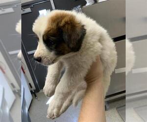 German Shepherd Dog-Unknown Mix Dogs for adoption in Visalia, CA, USA