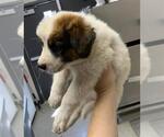 Small German Shepherd Dog Mix