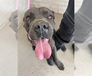 Mutt Dogs for adoption in San Bernardino, CA, USA