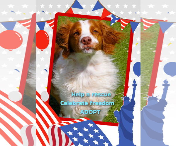 Medium Photo #7 Brittany Puppy For Sale in Curwensville, PA, USA