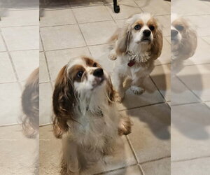 Colonial Cocker Spaniel-Unknown Mix Dogs for adoption in Cliffwood, NJ, USA