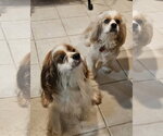 Small Colonial Cocker Spaniel Mix