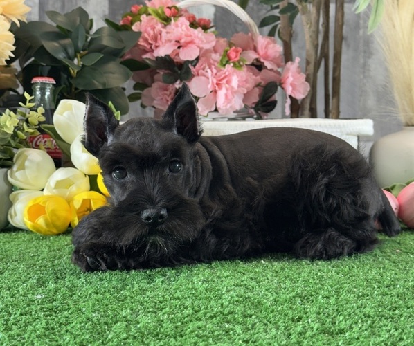 Medium Photo #3 Schnauzer (Miniature) Puppy For Sale in CANOGA, NY, USA