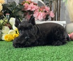 Small #2 Schnauzer (Miniature)