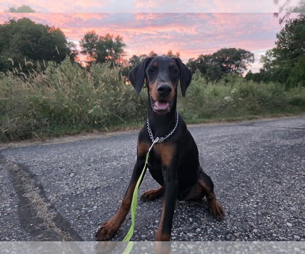 Medium Photo #4 Doberman Pinscher Puppy For Sale in WARSAW, IN, USA