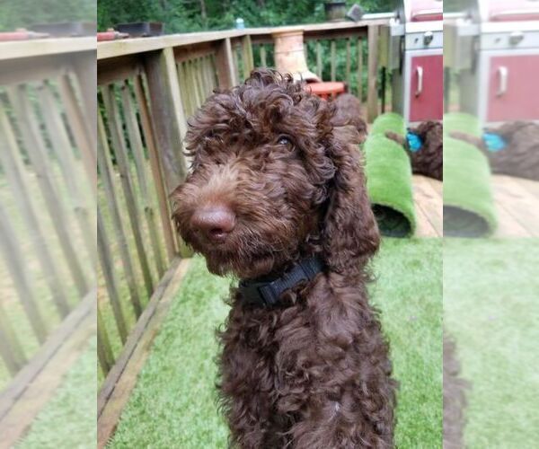 Medium Photo #1 Poodle (Standard) Puppy For Sale in ANDERSON, SC, USA
