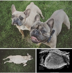 Father of the French Bulldog puppies born on 05/28/2018