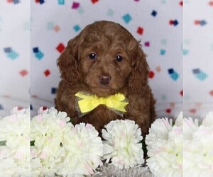 Cock-A-Poo Puppy for sale in FREDERICKSBURG, OH, USA
