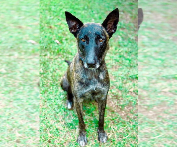 Medium Photo #2 Holland Shepherd-Unknown Mix Puppy For Sale in Brewster, NY, USA