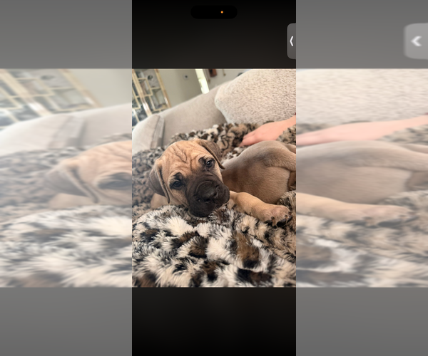 Medium Photo #3 Cane Corso Puppy For Sale in MELBOURNE, FL, USA