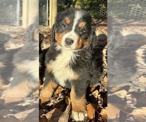 Bernese Mountain Dog Dog for Adoption in WEST GROVE, Pennsylvania USA