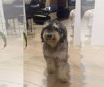 Small #1 Miniature Schnauzer-Wheaten Terrier Mix