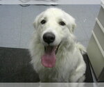 Small Great Pyrenees
