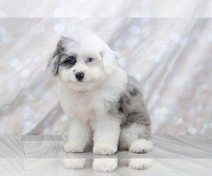 Aussie-Poo Puppy for sale in MARIETTA, GA, USA
