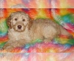 Small #4 Labradoodle mix (+ Poodle Standard)