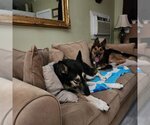 Small #2 Huskies  Mix