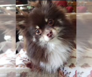 Mother of the Pomeranian puppies born on 07/13/2026
