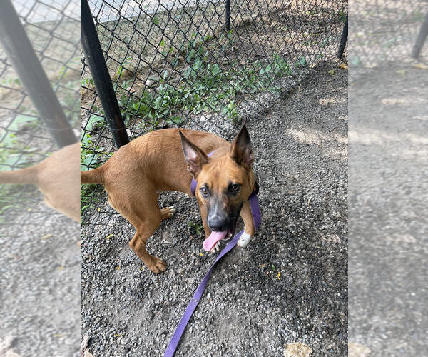 Medium Photo #3 Mutt Puppy For Sale in Elmsford, NY, USA