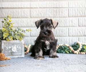 Medium Schnauzer (Miniature)