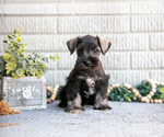 Puppy Rex Schnauzer (Miniature)