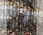 Small Photo #8 Weimaraner Puppy For Sale in HEMLOCK, MI, USA