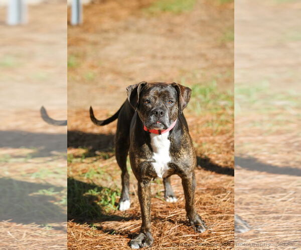 Medium Photo #5 Mutt Puppy For Sale in  Gainesville, FL, USA