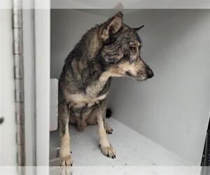 - Mix Dogs for adoption in Houston, TX, USA