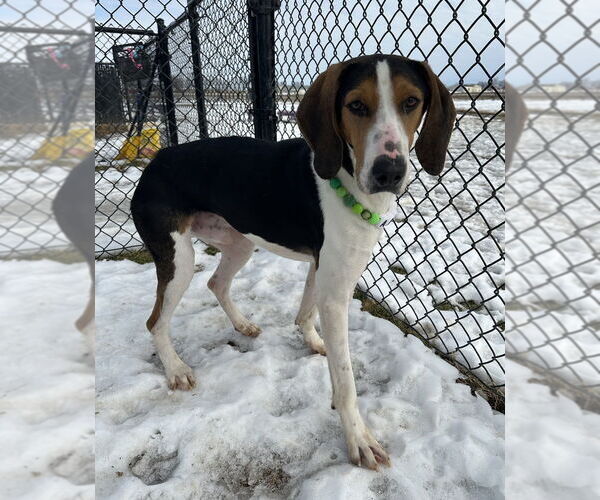 Medium Photo #8 Mutt Puppy For Sale in Evansville, IN, USA