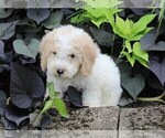 Small Photo #8 Miniature Labradoodle Puppy For Sale in FREDERICKSBURG, OH, USA