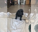 Puppy 2 Labrador Retriever