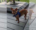 Small #2 Chiweenie