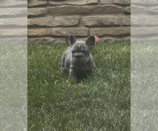 Medium Photo #17 French Bulldog Puppy For Sale in SUSSEX, WI, USA